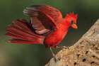 Northern cardinal dominance display toward another bird nearby Art Print